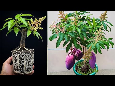 2 Great Tips to Propagate ,Stimulate Mango Plants to Germinate Super Fast Using Onion or Soda