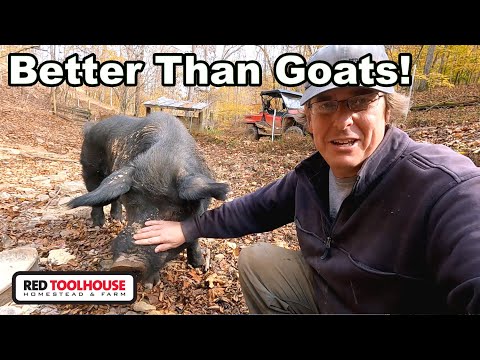 Trying to Reclaim Raw Land? You Need Pigs NOW!