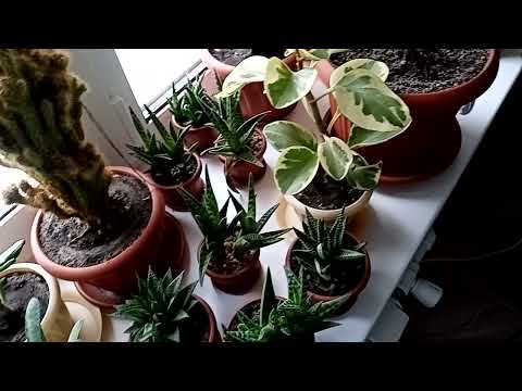 Растения в декабре. Приятного просмотра 2021