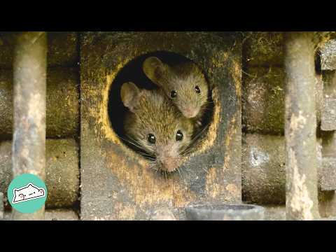 Man Builds A House For Tiny Garden Mice. They Bring Their Babies Over | Cuddle Buddies