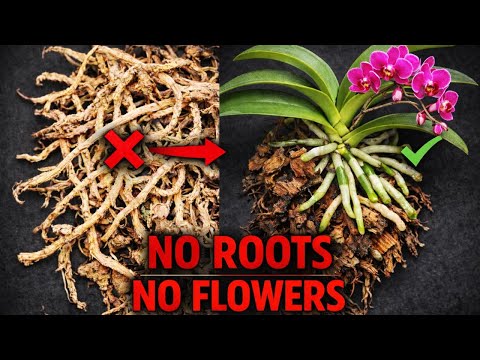 Why Orchids Don’t Bloom Healthy Roots Are the Key