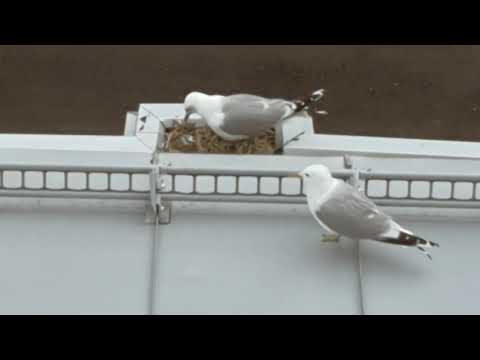 Nyklekkede måkeunger