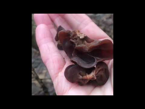 @Ура! У лісі весна із зимою зустрілась ! Грибні мандри почалися!