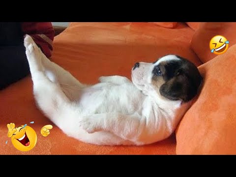 FUNNIEST DOGS On The Internet ๐๐ถ I DARE You NOT to LAUGH #10