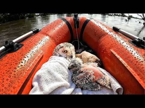 The River Rescue of an Owl Mother and Her Baby
