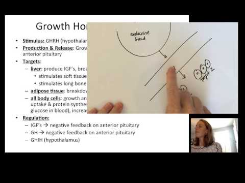 Lecture14 EndocrinePart2