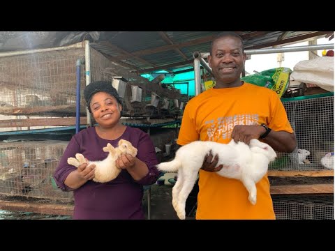How This Nigerian Couple Became Millionaire Rabbit Farmers in Africa!!!