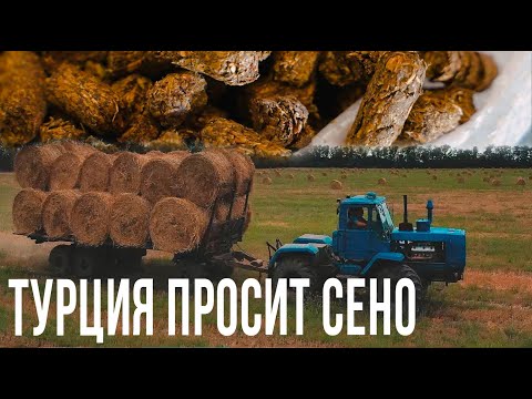 За кубанской люцерной выстроились в очередь иностранные государства