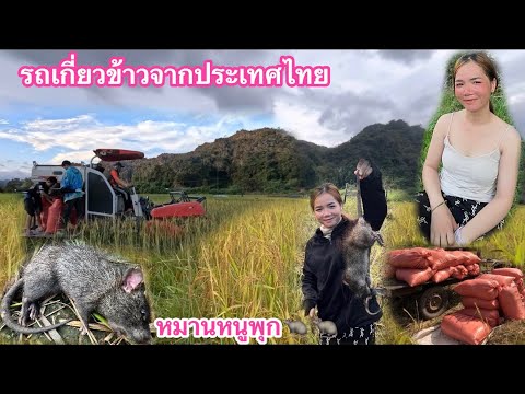 ຈ້າງລົດຈາກໄທມາກ່ຽວເຂົ້າ ລາຄາກ່ຽວ.?//จ้างรถจากไทยเกี่ยวข้าวอยู่ลาว ราคาเกี่ยวข้าว.?