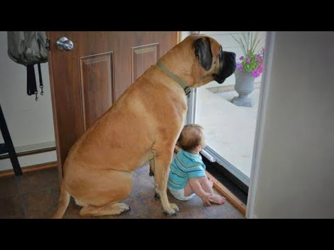 When a Huge Dog’s Love Wraps Around a Little Baby ❤️