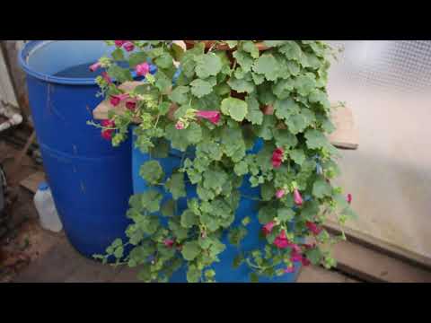 ЛОФОСПЕРМУМ - ампельная  глоксиния выпустила первые цветоносы. Как вырастить и ухаживать за лофосом?