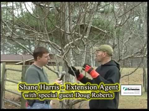 Pruning A Pear Tree