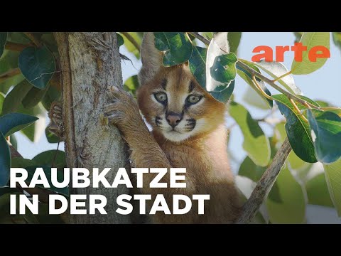 Von der Savanne nach Kapstadt | Die Karakal-Katze | ARTE Family