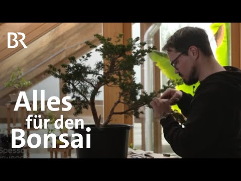 Bonsai-Kunst im Wettbewerb: Stefan und seine Leidenschaft | Zwischen Spessart und Karwendel | BR