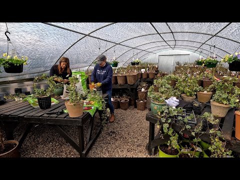 Picking Up Evergreens & Hydrangeas + Making Ivy Topiaries with My Mom! 🌲🌿🥰 // Garden Answer