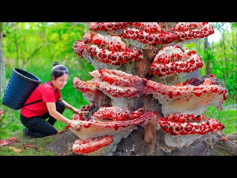 Harvest A Lot Of Horseshoe Mushrooms from Nature Goes to market Sell, Farm Care | Susan Daily Life