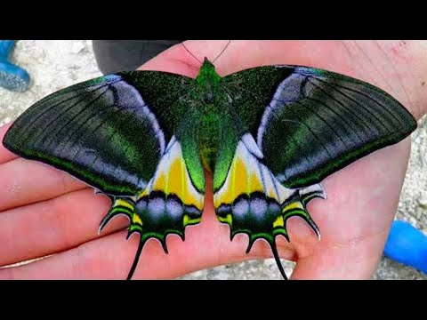 15 Бабочек С Самыми Редкими Цветными Узорами В Мире