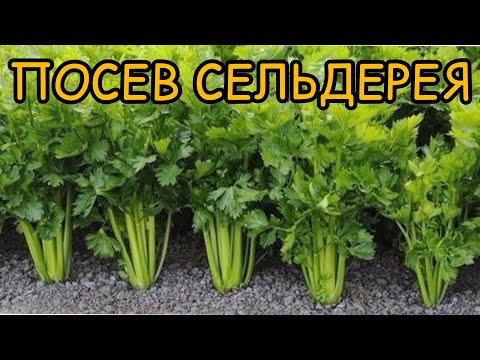 Как правильно посеять сельдерей: лучшие советы и рекомендации