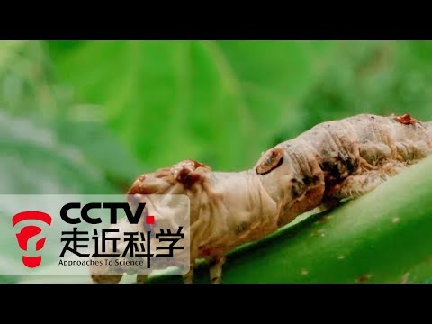 《走近科学》 桑蚕新思路 20190903 | CCTV走近科学官方频道