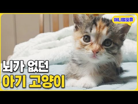 "뇌의 90%가 없습니다.." 아기고양이의 충격적인 상태 | KBS 동물극장 단짝 231202 방송