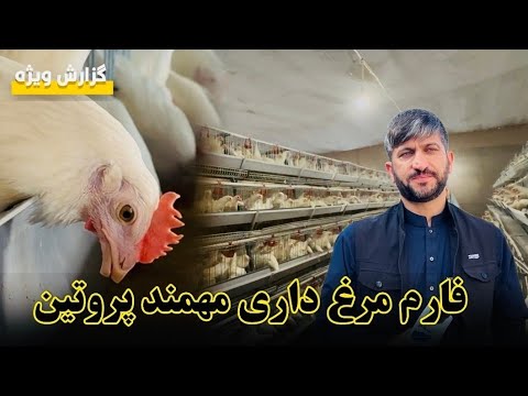 فارم مرغ‌داری مهمند پروتین هرات افغانستان 