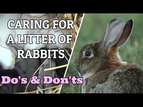 CARING FOR A LITTER OF RABBITS/ Do’s and Don’ts / LIMIT YOUR LOSSES