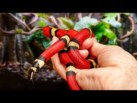Recreating the Rainforest for a Milk Snake