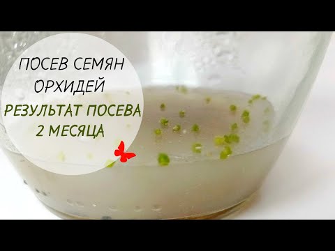 Посев СЕМЯН ОРХИДЕЙ. РЕЗУЛЬТАТЫ ПОСЕВА спустя 2 месяца.
