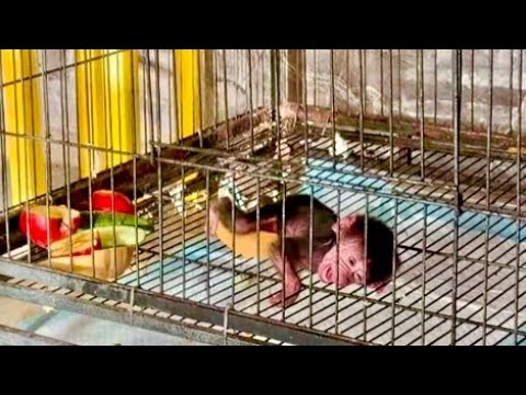 It's unbearable, we thought the mother was feeding the child, but she doesn't even go near him...