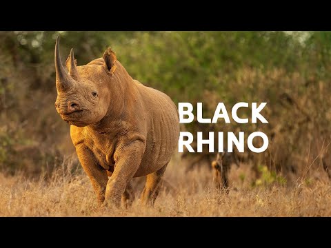 The Secret Life Of Africa's Rare Black Rhino