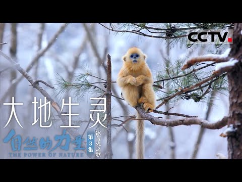 《自然的力量·大地生灵》第3集《西游记》孙悟空的原型竟然是川金丝猴？原来“大圣”也可以这么萌！The Power of Nature EP3【CCTV纪录】