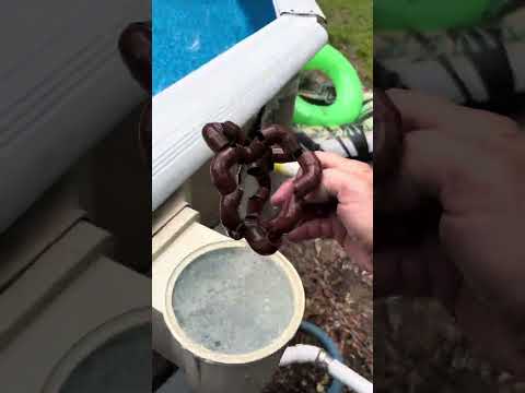 Copper Pool Hack! Chemicals are a SCAM!! #copperpoolhack #poolhack #copperinpool