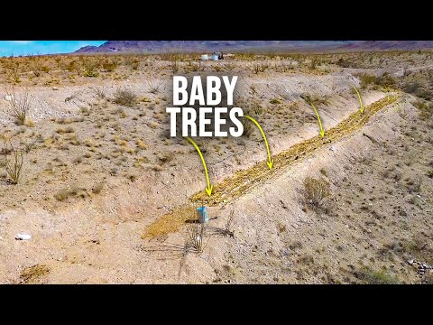 The First Sprouts Emerge for The Desert Forest