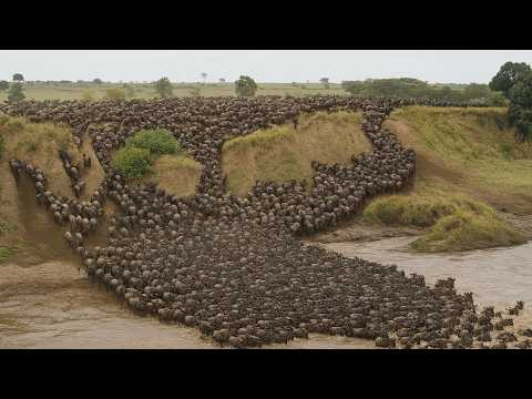LAS GRANDES MIGRACIONES | Los Más Salvajes y Desenfrenados del Mundo | Documental Animal
