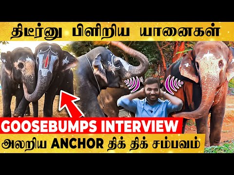 🔴விளையாட விடு!! அடம்பிடித்து அட்டகாசம் செய்த யானைகள் - ரகளையான யானை முகாம் | Elephant Playing Video