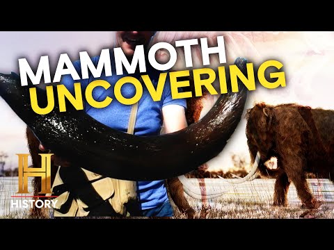 Caught on Camera *WILD EXPERIENCES* | The Proof Is Out There | History