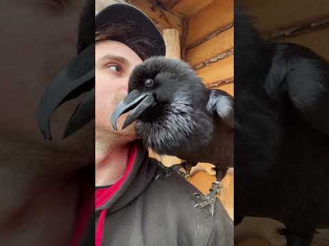 Raven Mimics Human Caretaker
