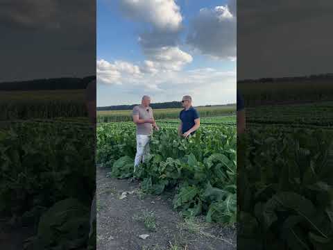 Prospects for breeding and growing horseradish in Ukraine.