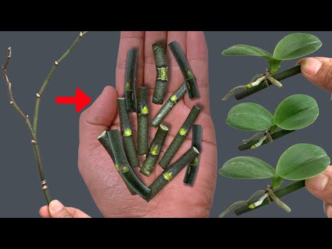 Secret to Easily Propagating Orchids Right on the Branch and Blooming All Year Round!