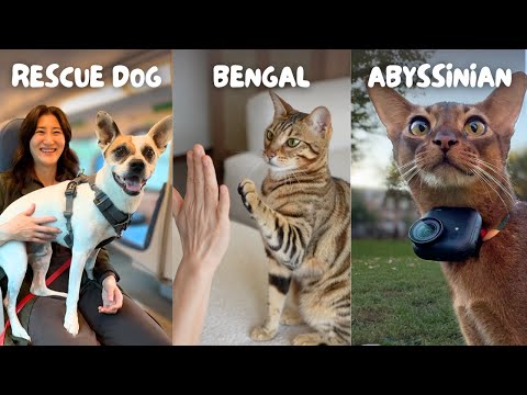A week in the life as a pet mom 🐾 rescue dog, Bengal cat, Abyssinian