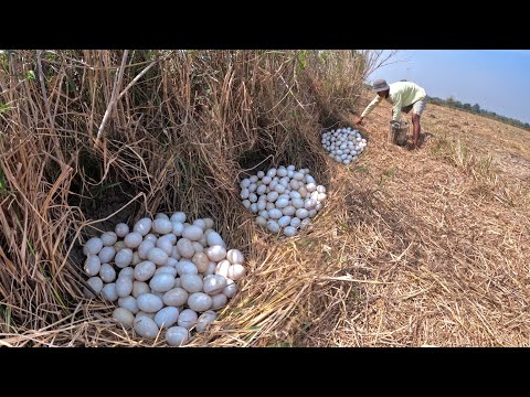 WOW wow unique - pick a lot of duck eggs under straw in rice field by hand