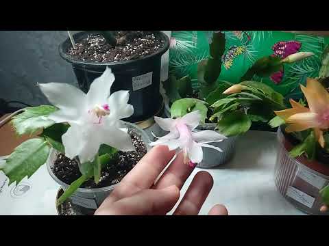 Шлюмбергера (декабрист, рождественник, ) White Christmas, Malissa, Golden Sun, Salsa Dansing.