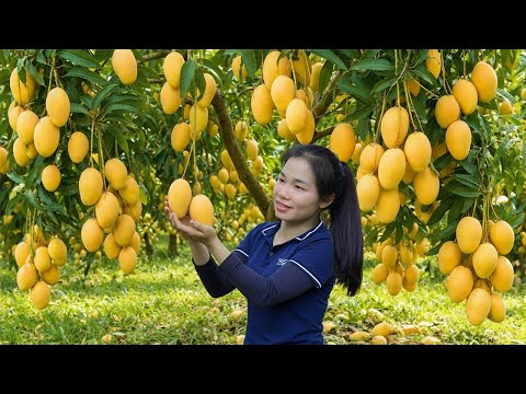Harvesting Golden Mango Fruits Go To Market Sell | Make Mango Yogurt at Home