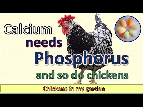 Most chicken keepers overlook Phosphorus, but it's important for strong egg shells