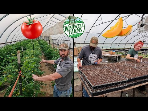 Tomato Trellising TIPS & Seeding the BEST Cantaloupe Varieties