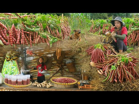 Harvest Red Beans, Cook Sweet Red Bean Soup With Ginger, And Take It To The Market To Sell.