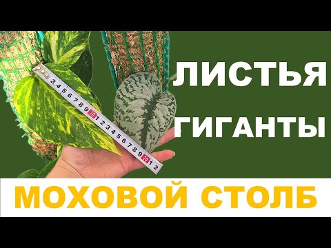 МОХОВАЯ ОПОРА (ТОТЕМ) для ароидных на примере Сциндапсуса и Эпипремнума. Часть 1. Правила ухода.
