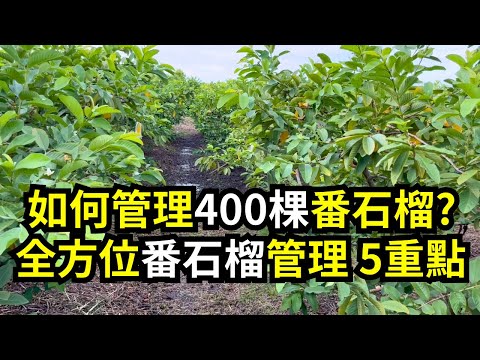 如何管理400棵番石榴(芭樂)果園?全方位種植番石榴的五個管理要點 | 阿星種植