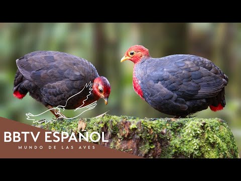 Aves de Borneo | Las Aves Más Hermosas de Borneo Que Nunca Has Visto | BBTV Español