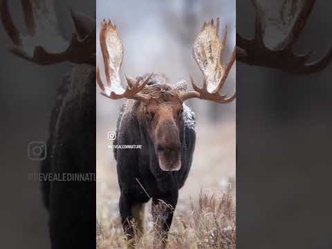 Why I Love Winter in Yellowstone